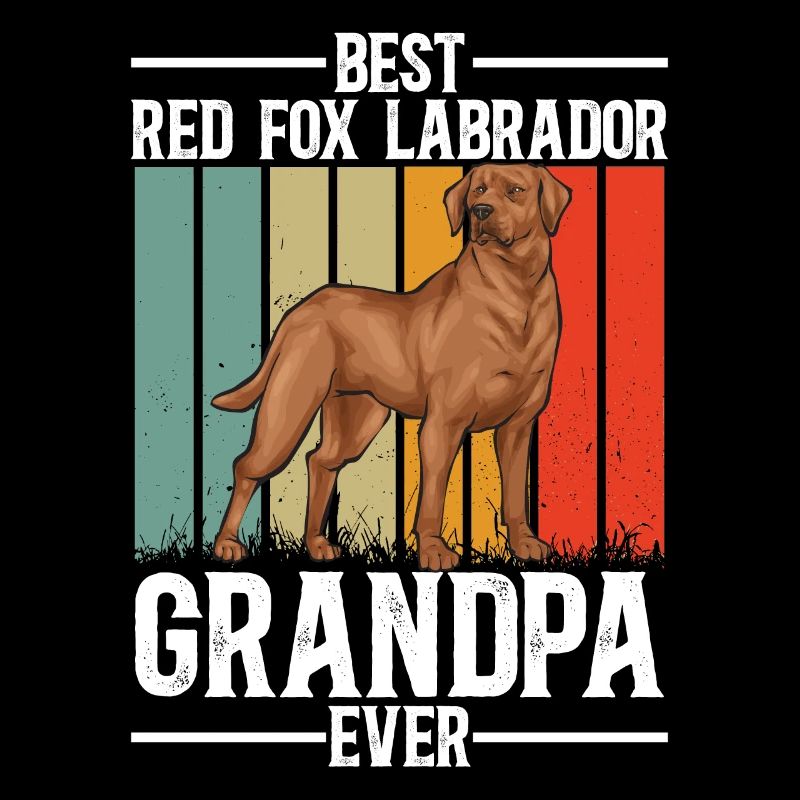 Fuchsroter Labrador Retriever Fox Red Labrador