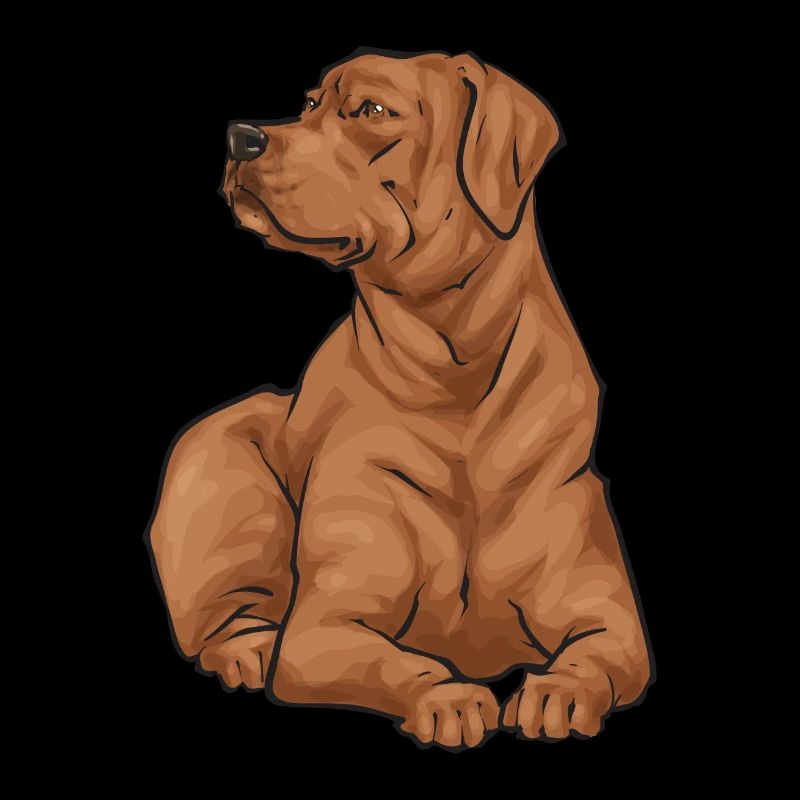 Fuchsroter Labrador Retriever Fox Red Labrador