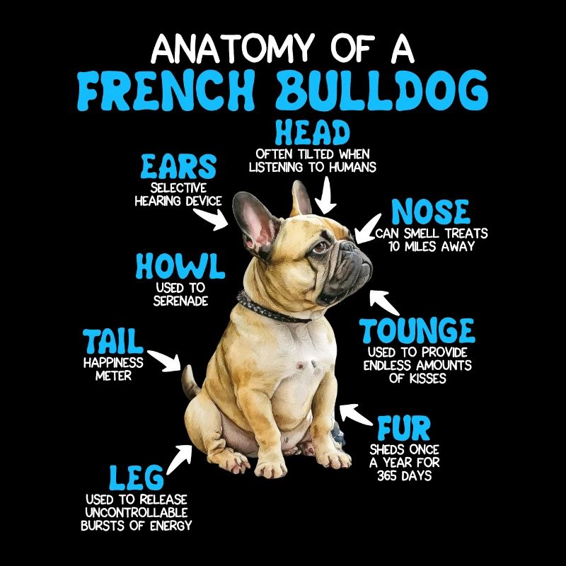 Propriétaire de bouledogue Anatomie d’un bouledogue français