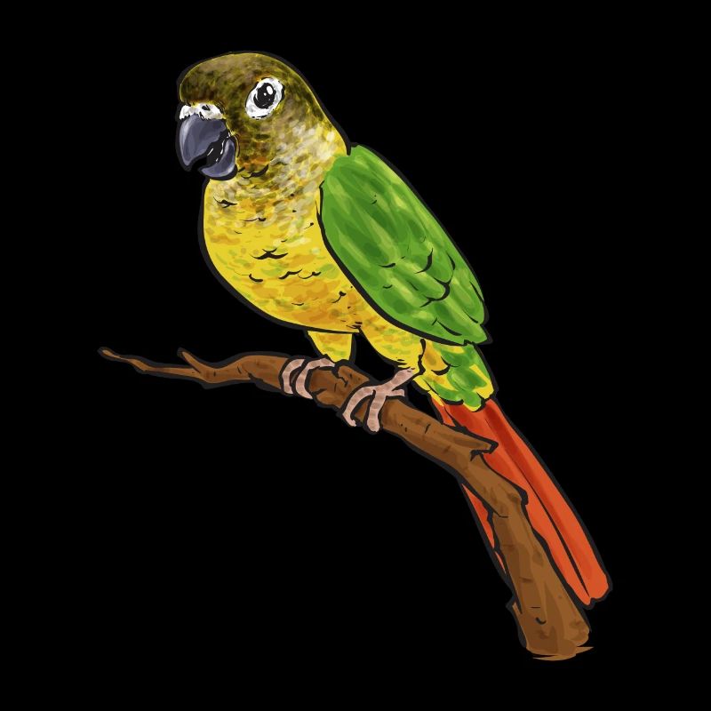 Molina Parakeet Parrot Bird Parakeet