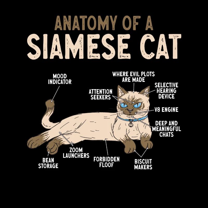 Siamese Cat Siamese Cat