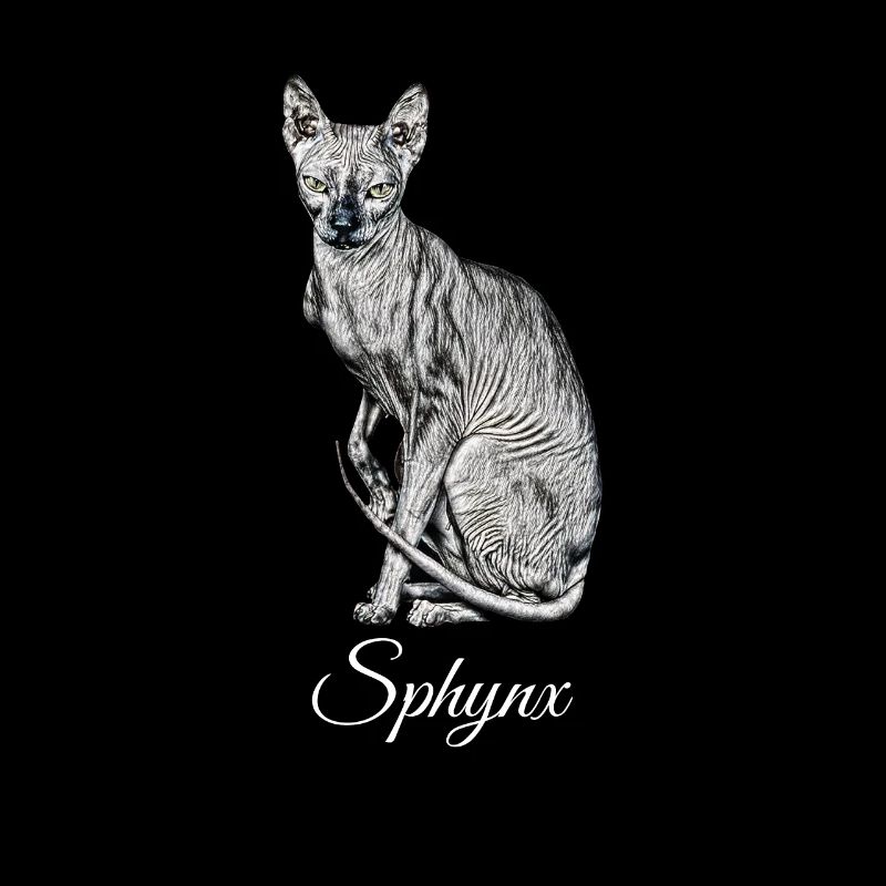 Sphynx Cat