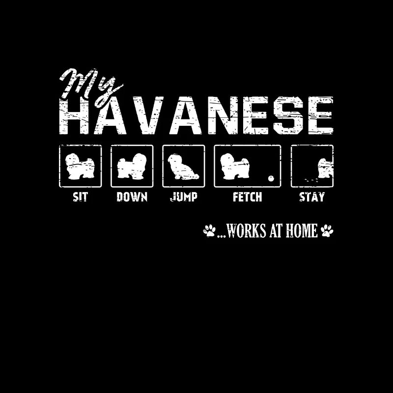 Havaneser Havanese