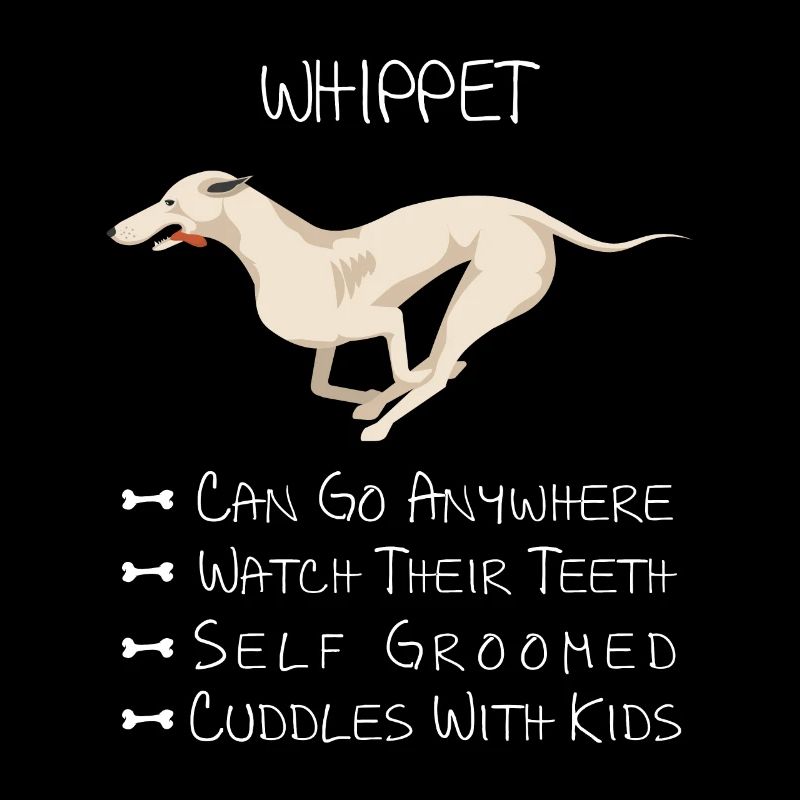 Whippet chien