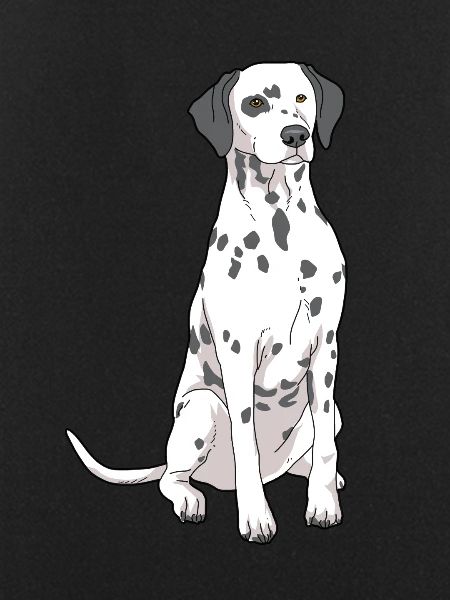 Dalmatian dog