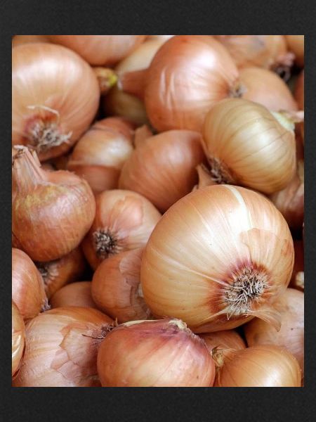 Lustig Zwiebel Gemüse Foto Geschenk