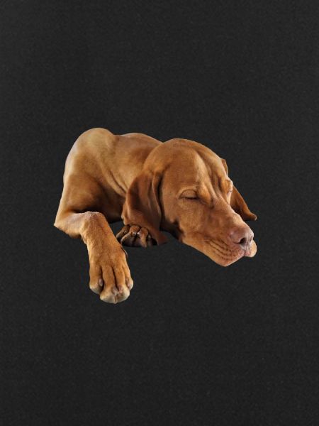 Weimaraner