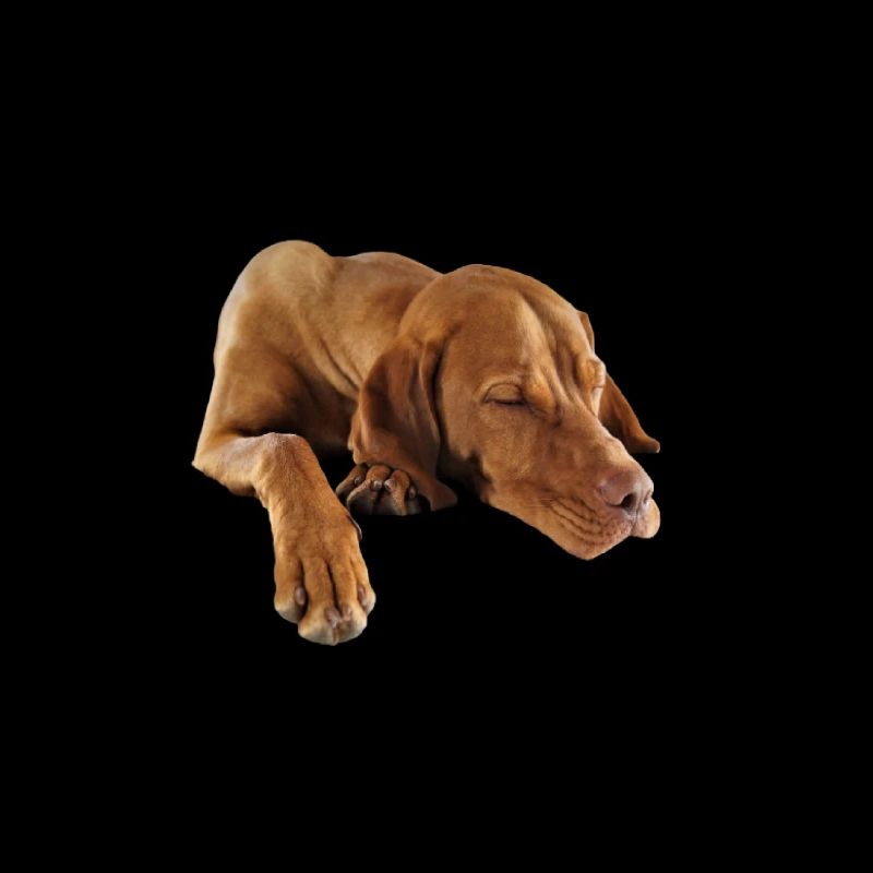 Weimaraner