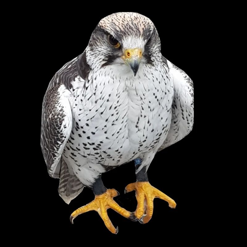 Oiseaux oiseaux de proie Griffes