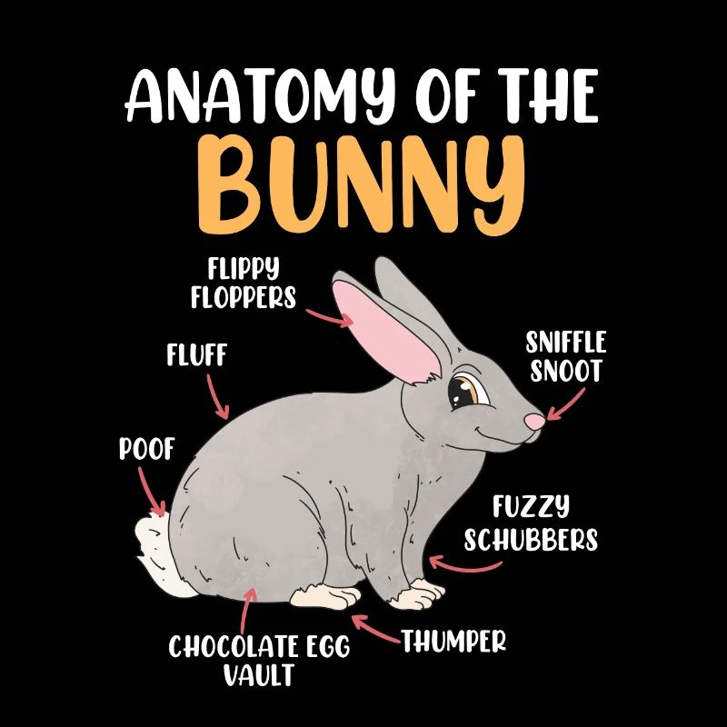 Anatomie d’un lapin Rongeur lapin