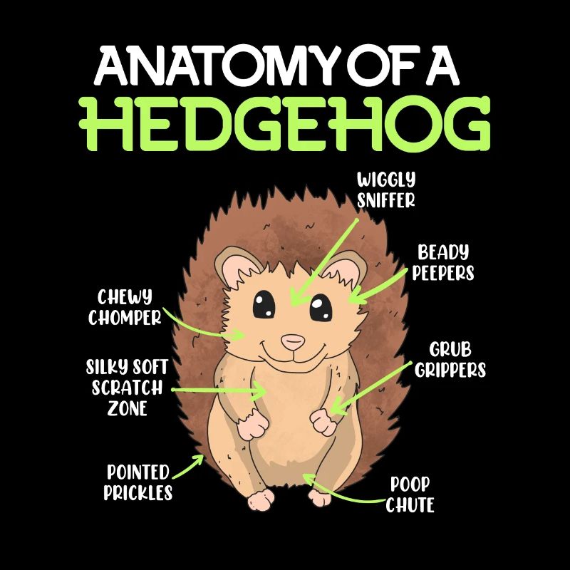 Anatomie d’un hérisson