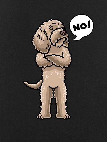 Chien Labradoodle têtu