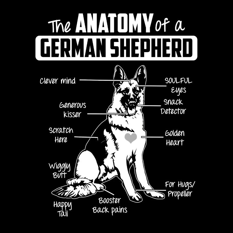 Anatomy German Shepherd