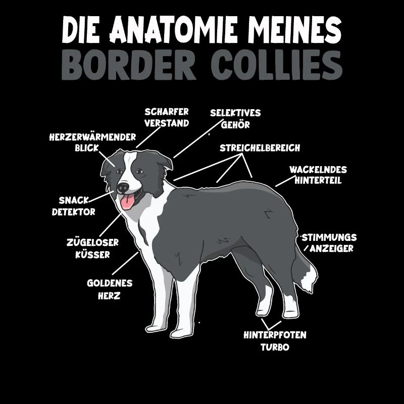 Border Collie Anatomie Collie Hundehalter Hunde