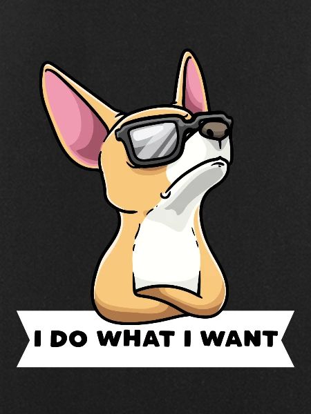Chiweenie dog with sunglasses