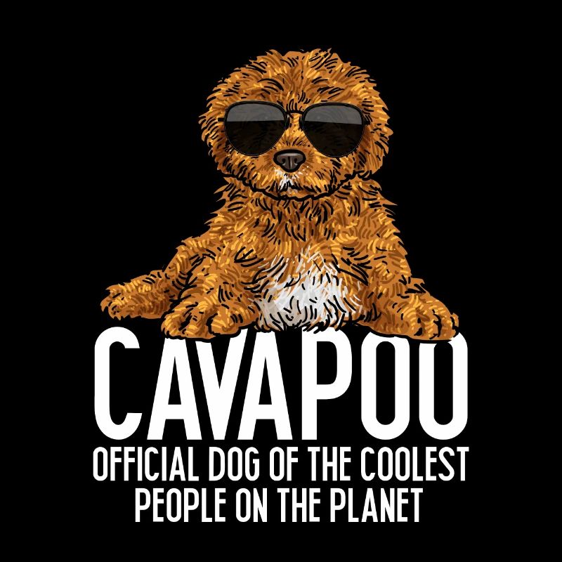 Cavapoo Cavoodle Capoodle Chien