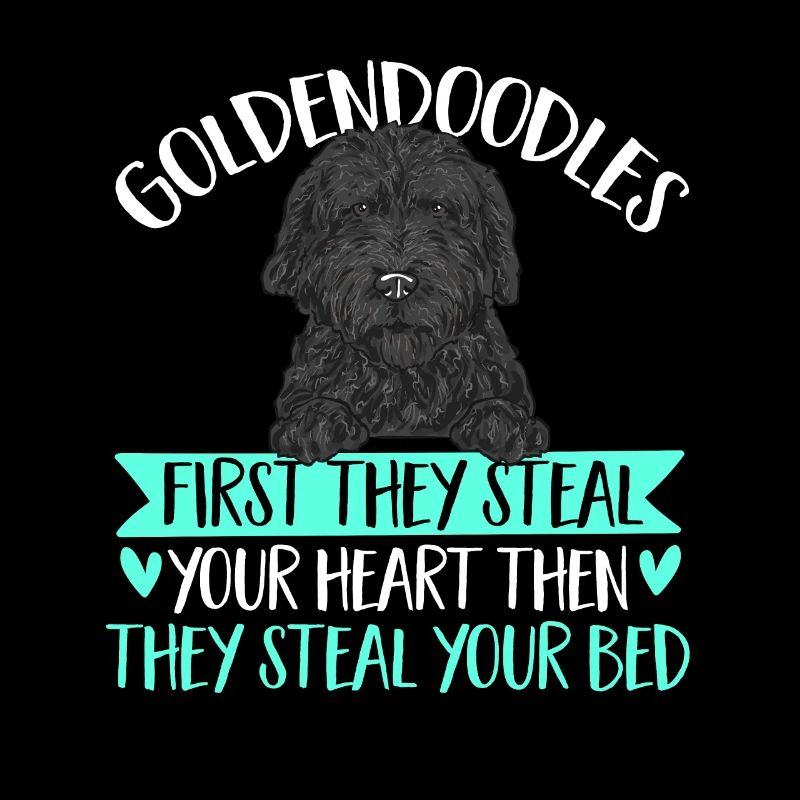 Chien Doodle Black Goldendoodle