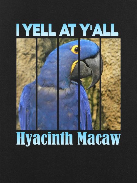 Hyacinthhara
