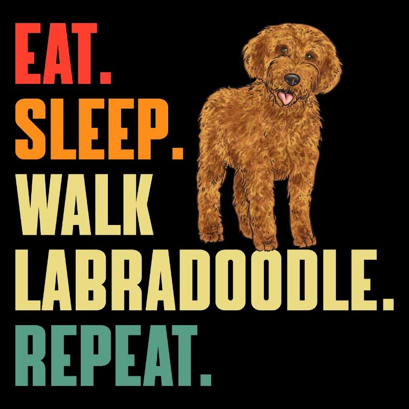 Labradoodle Hund
