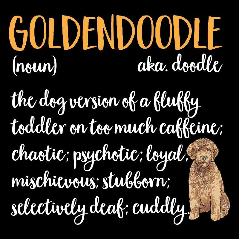 Goldendoodle Doodle Chien