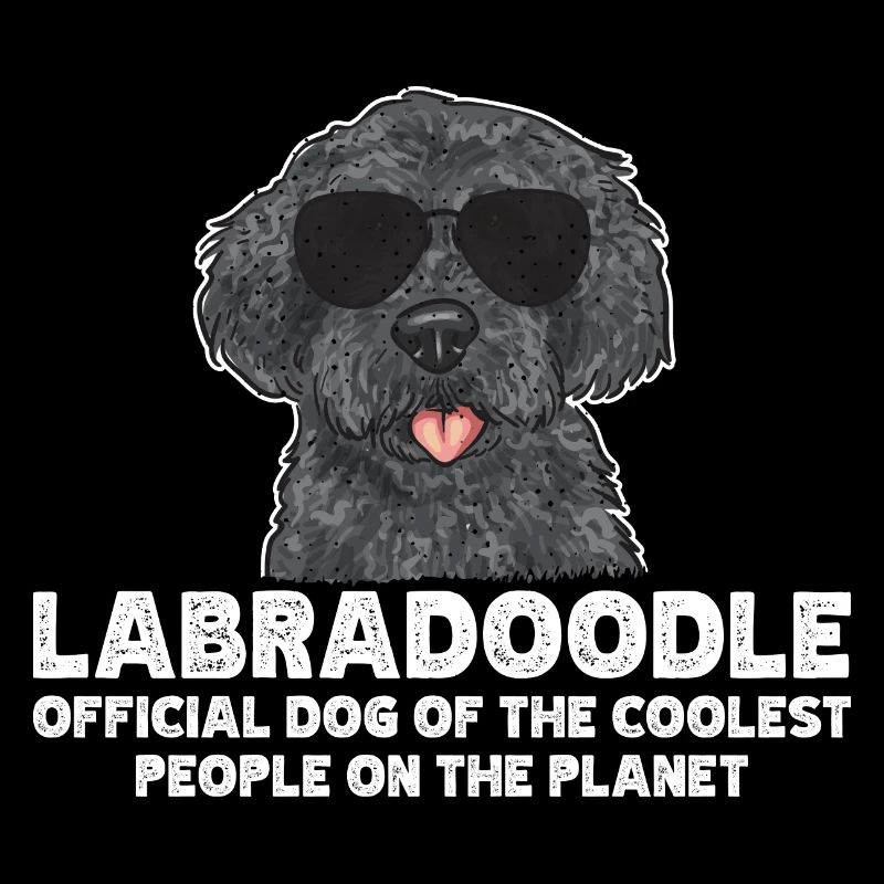 Labradoodle Hund