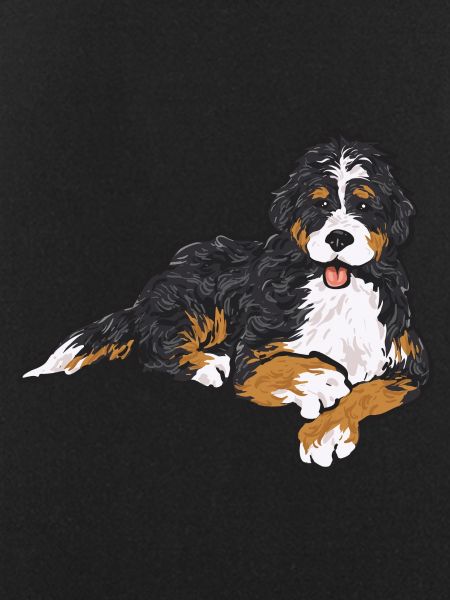 Bernedoodle Dog