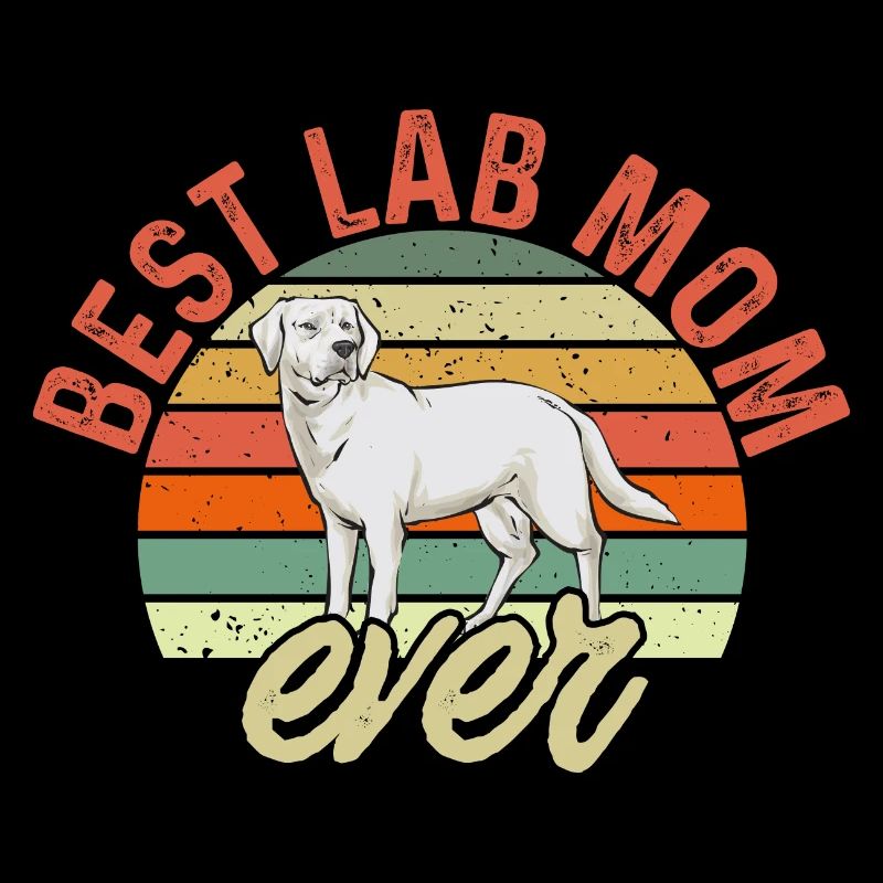 Labrador Retriever blanc Labrador Labrador blanc