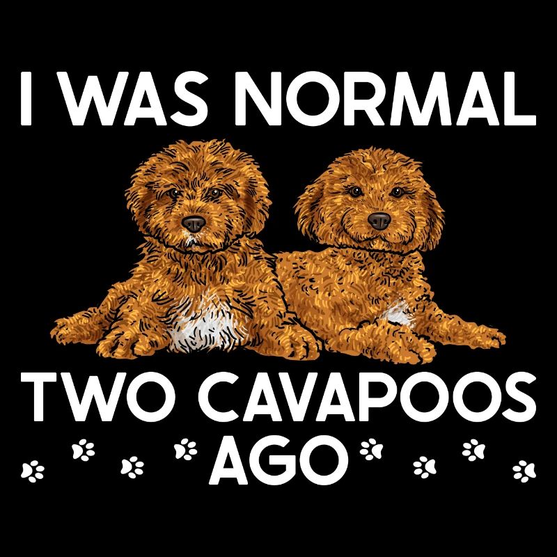 Cavapoo Cavoodle Capoodle Hund