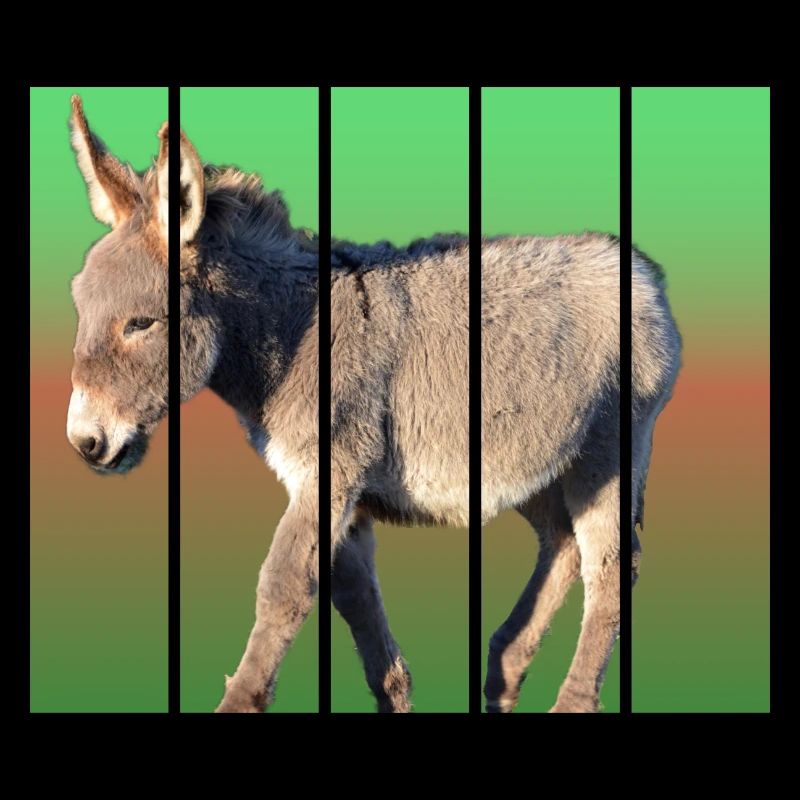 Donkey