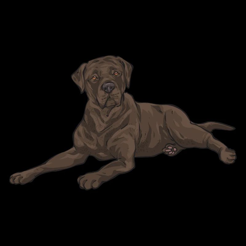 Chocolate Labrador Retriever Dog