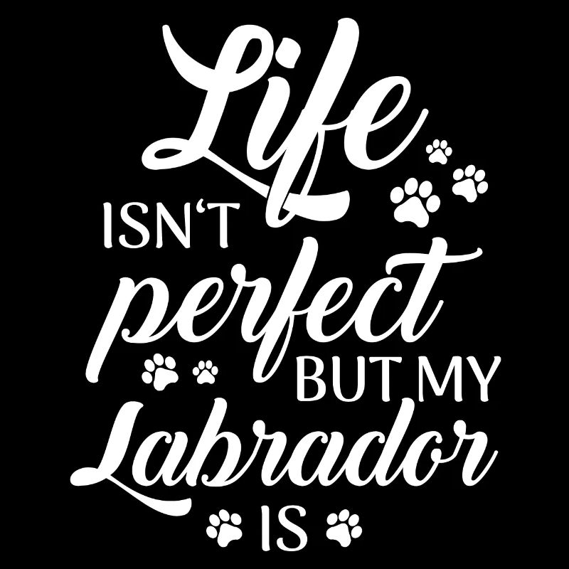Labrador Dog