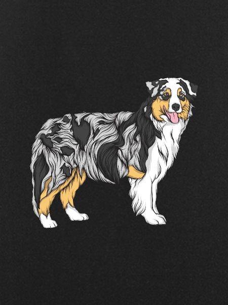 Australian Shepherd
