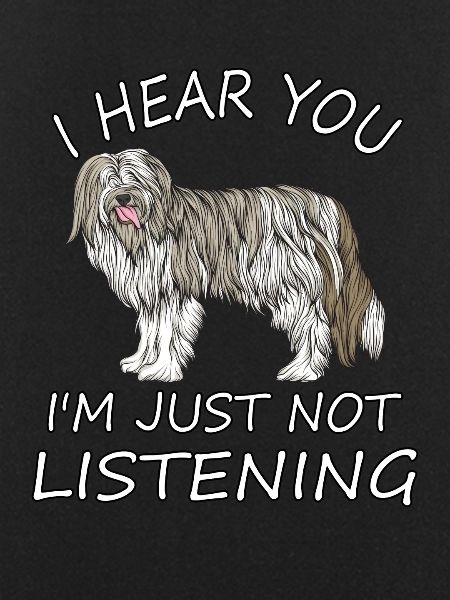 Bearded Collie