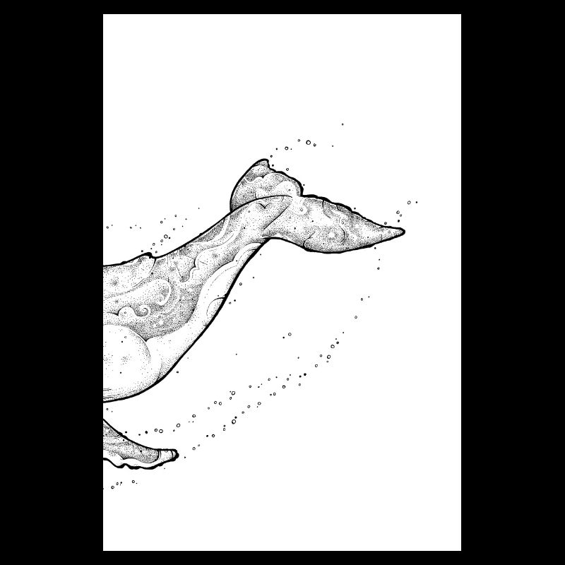 Humpback Whale B