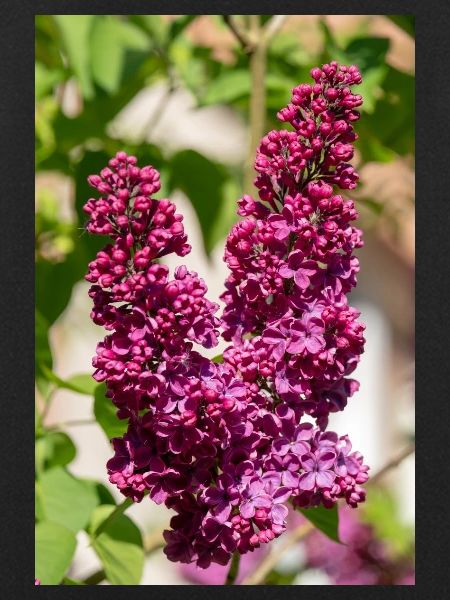 Blooming lilac in spring garden