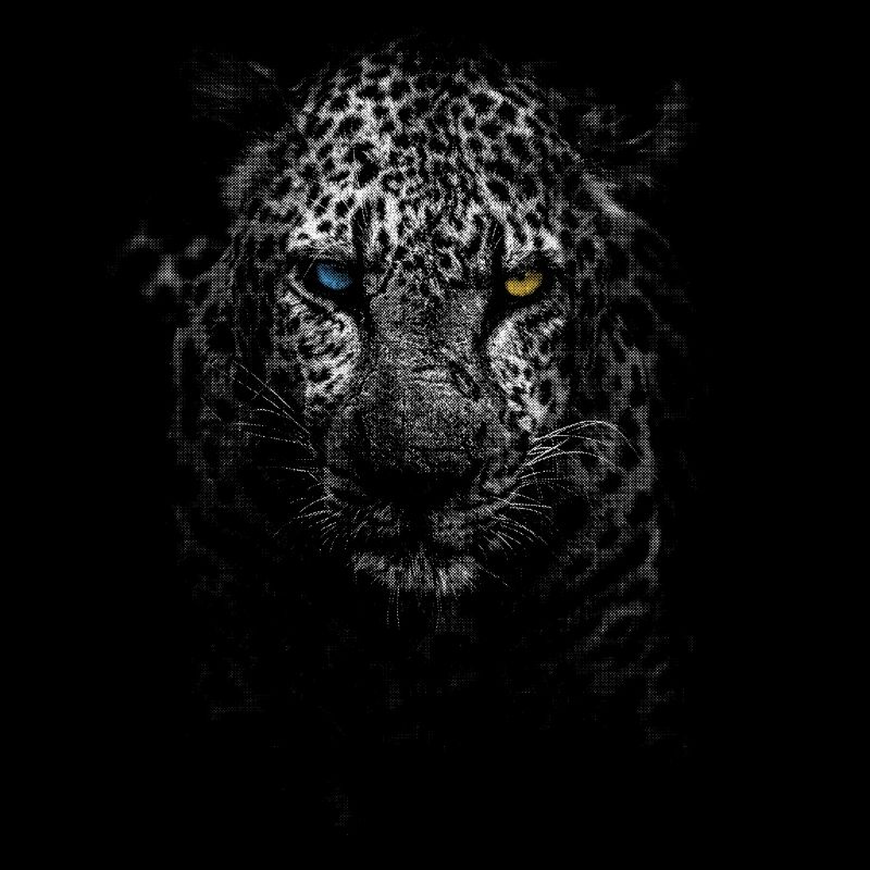 white leopard
