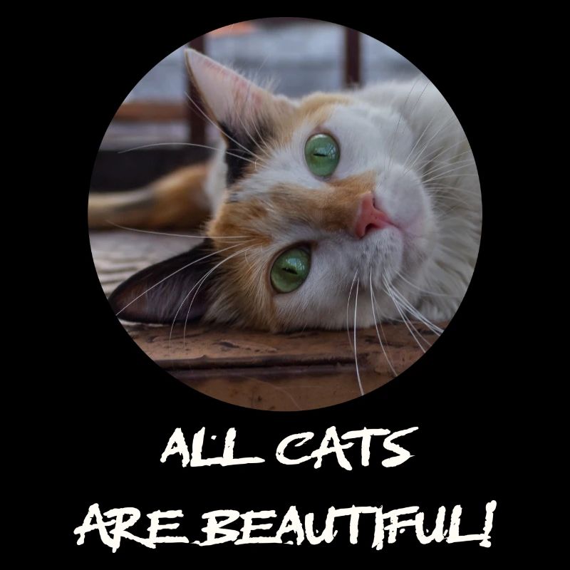 Die Katze mit dem süßen Blick