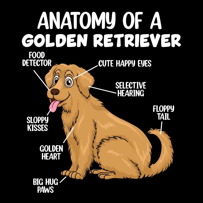 Anatomie eines Golden Retrievers