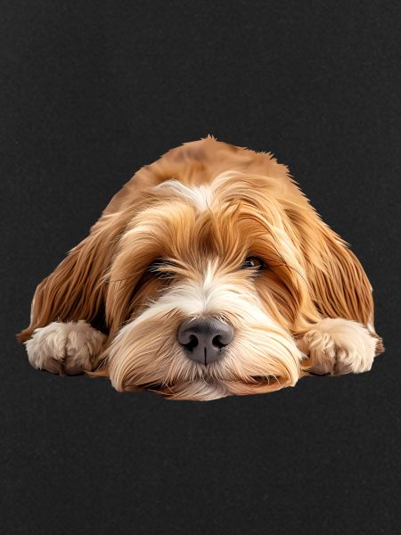 Tibetan Terrier