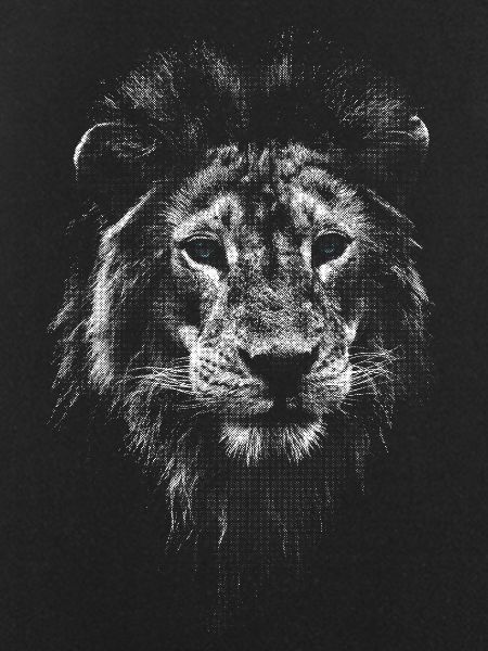 White lion head