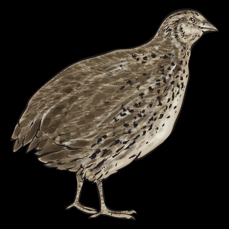 Oiseau de caille