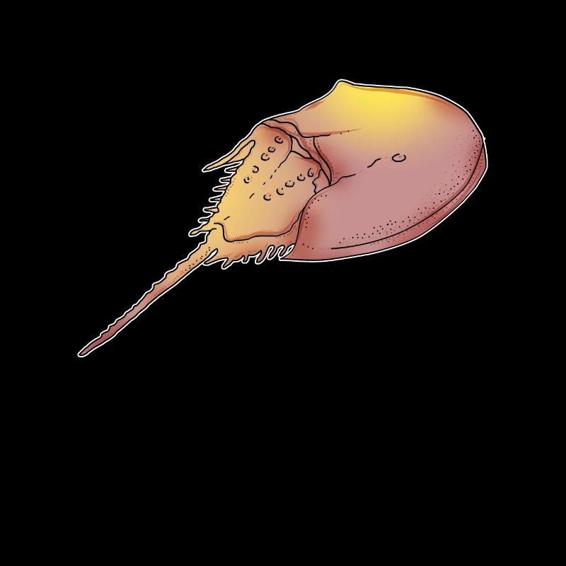 Cadeau d'illustration sur le crabe en fer à cheval