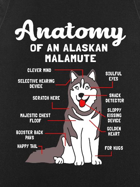 Malamute