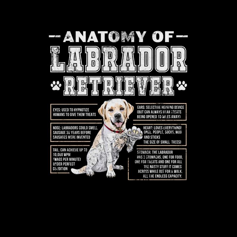 Labrador