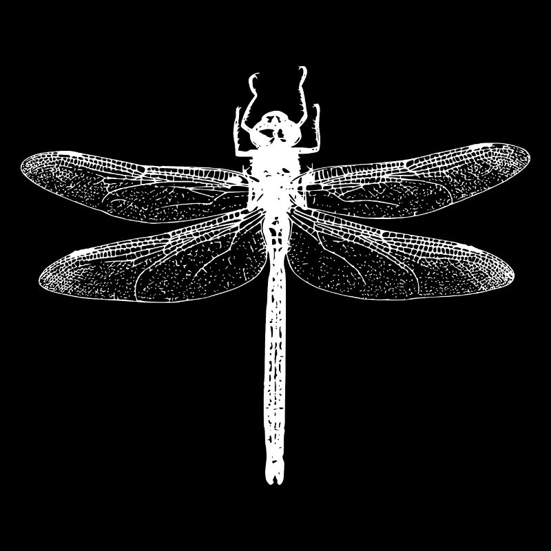 Libellule
