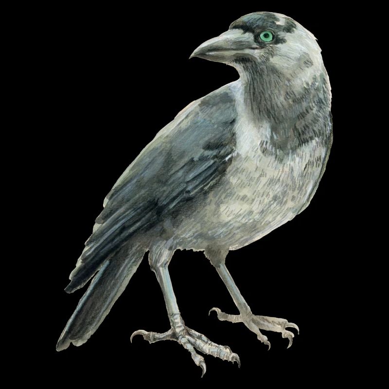 Jackdaw
