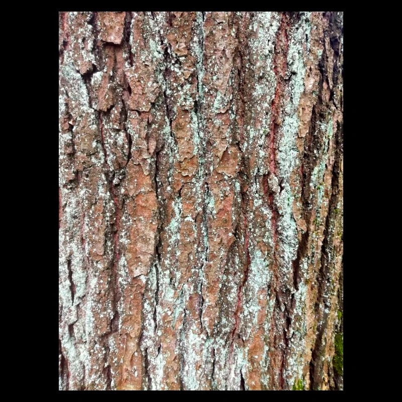 Tree, wood, bark, bark, pattern