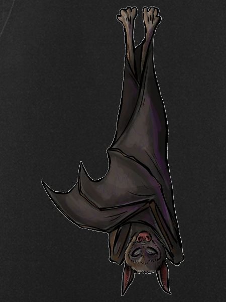 bat