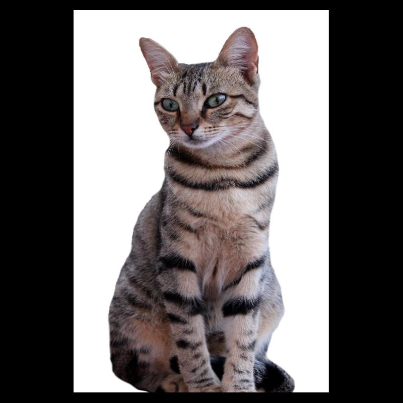 Chat chat noir chaton