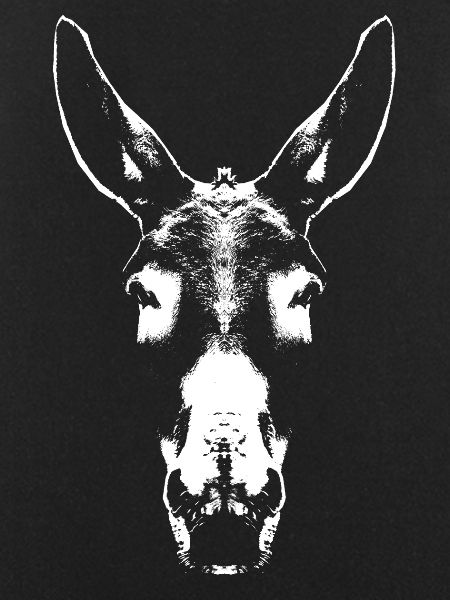 Donkey / Head / Portrait